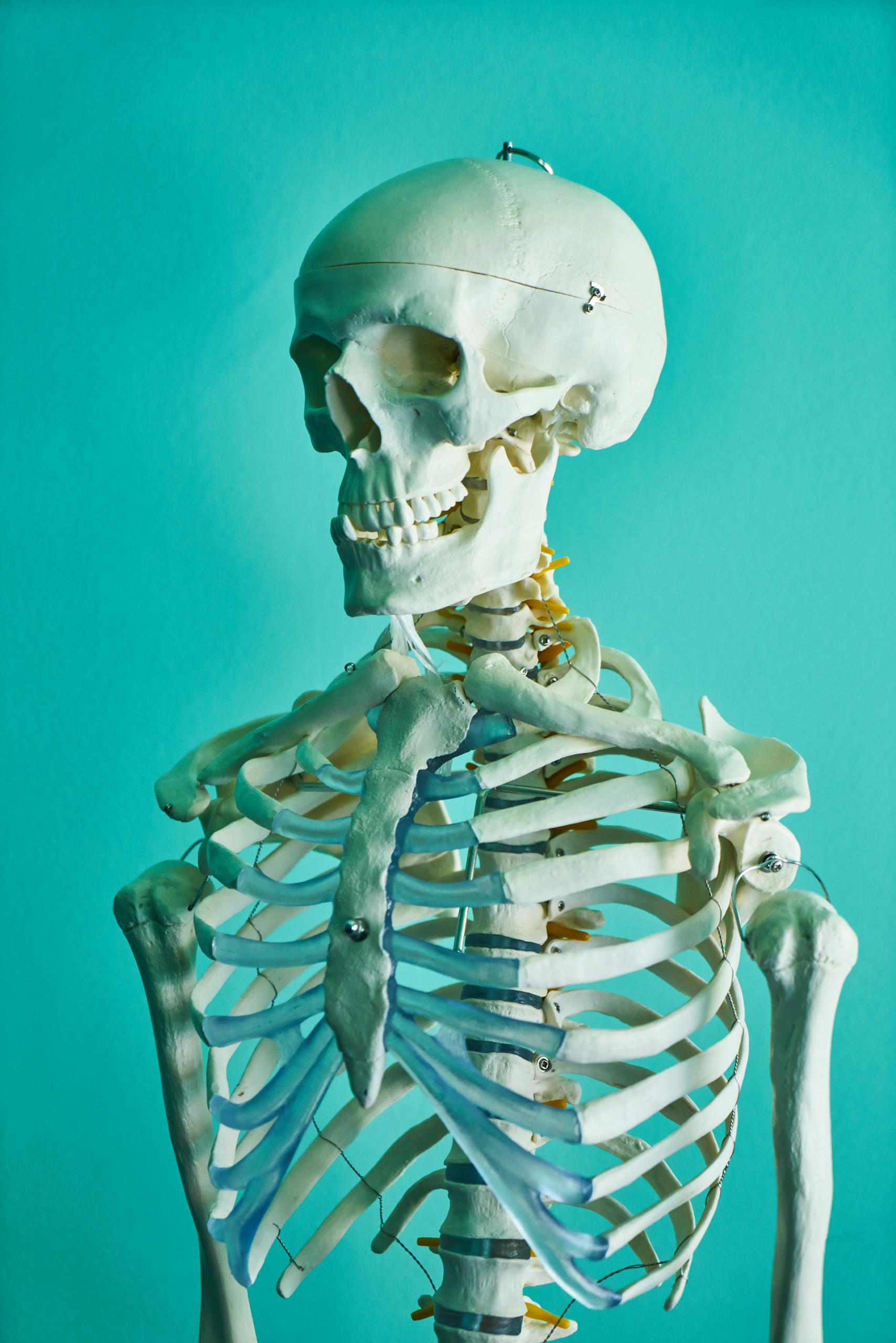 Realistic human skeleton model showcasing anatomy in a scientific context.